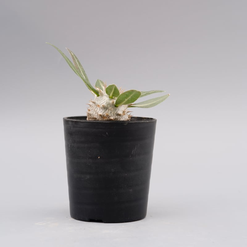 パキポディウム ロスラーツム 実生株 005 Pachypodium rosulatum ve