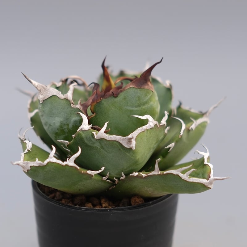 アガベ チタノタ 白鯨 Agave titanota white whale 226 | Su