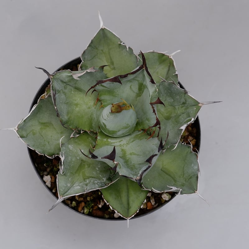 アガベ チタノタ ブラックアンドブルー Agave titanota BB 032 | Sun