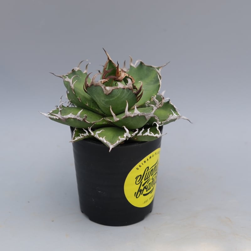 アガベ チタノタ シーザー Agave titanota caesar 169 | Sunny