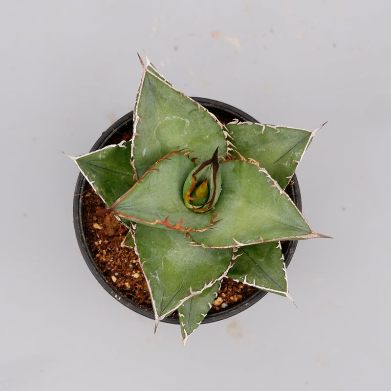 アガベ オテロイ 実生株 Agave oteroi seeding 074 | Sunny アガベ オテロイ 実生株 Agave oteroi seeding 074 | Sunny