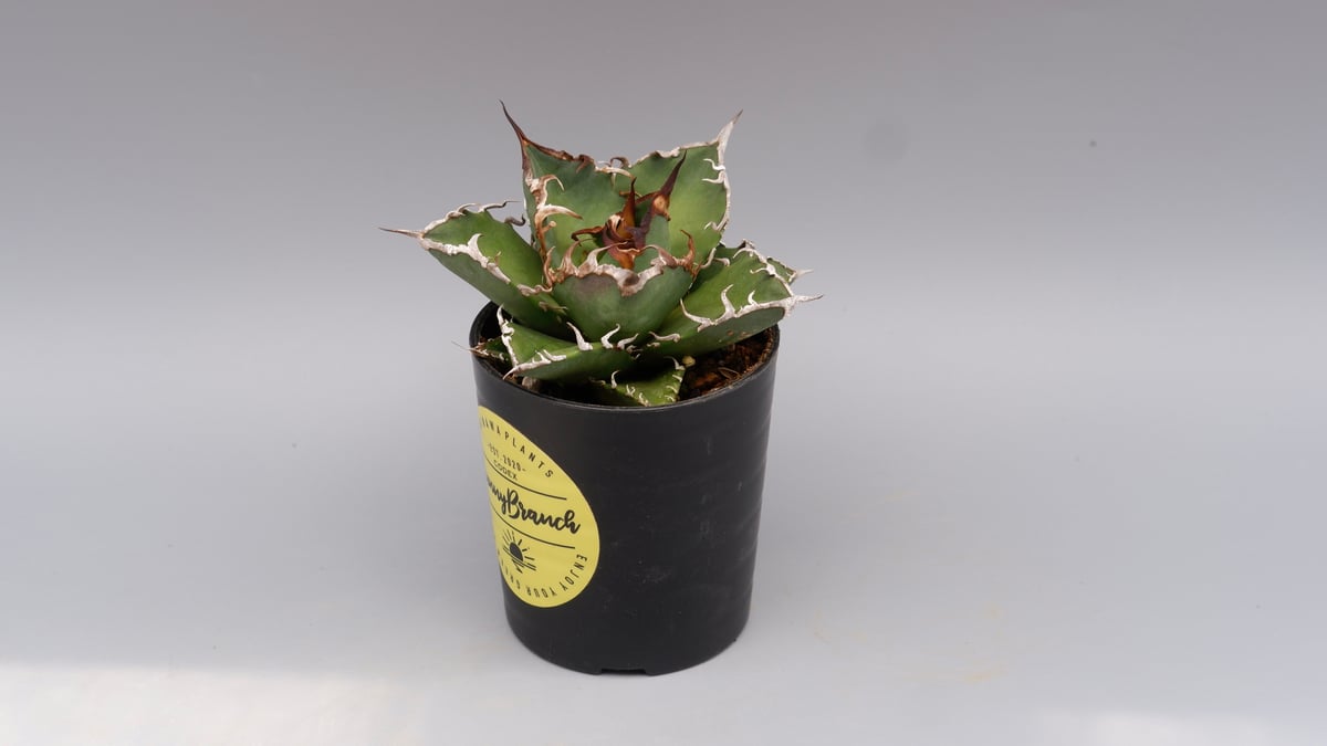 アガベ チタノタ シーザー Agave titanota caesar 115 | Sunny