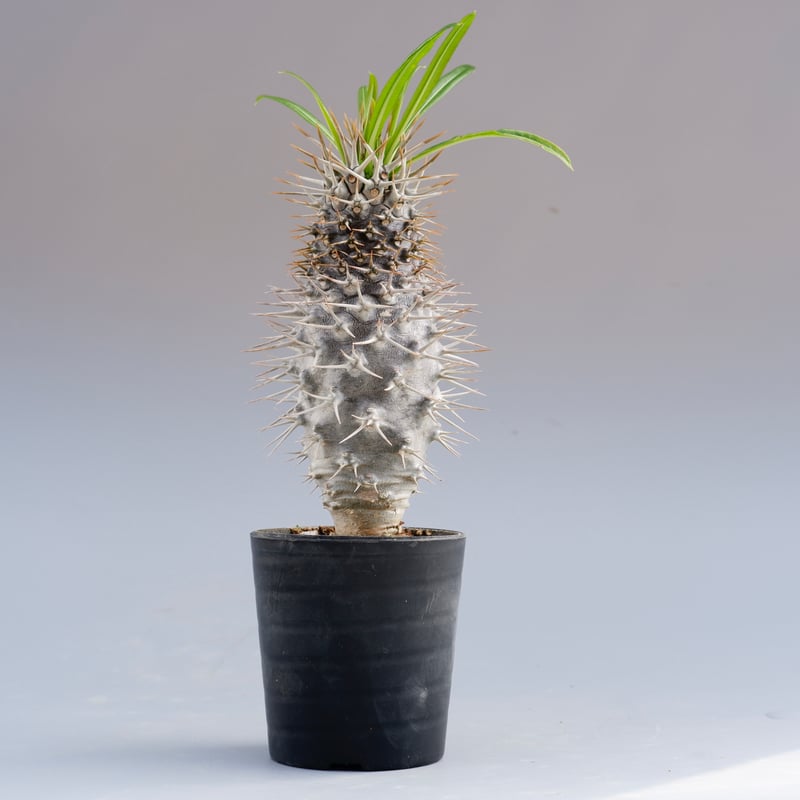 パキポディウム ラメリー実生株 002 Pachypodium lamerei | Sunny