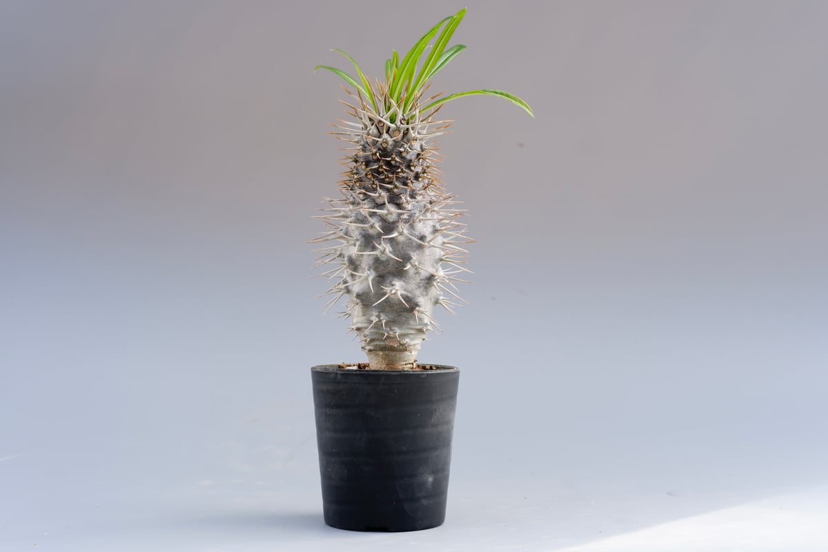 パキポディウム ラメリー実生株 002 Pachypodium lamerei | Sunny パキポディウム ラメリー実生株 002 Pachypodium lamerei | Sunny