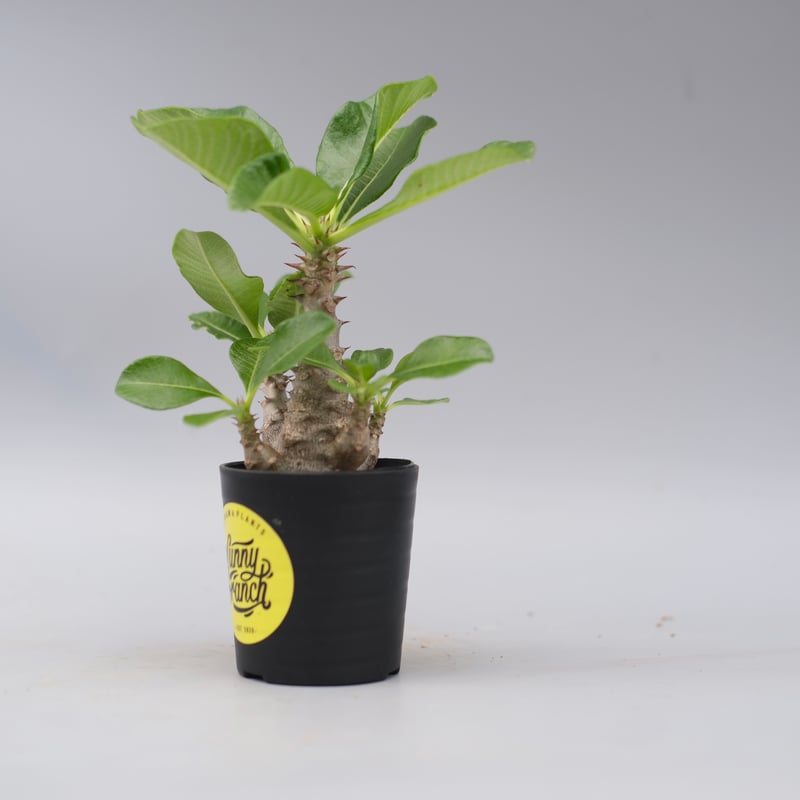 パキポディウム ウィンゾリー 実生株 059 Pachypodium windsorii