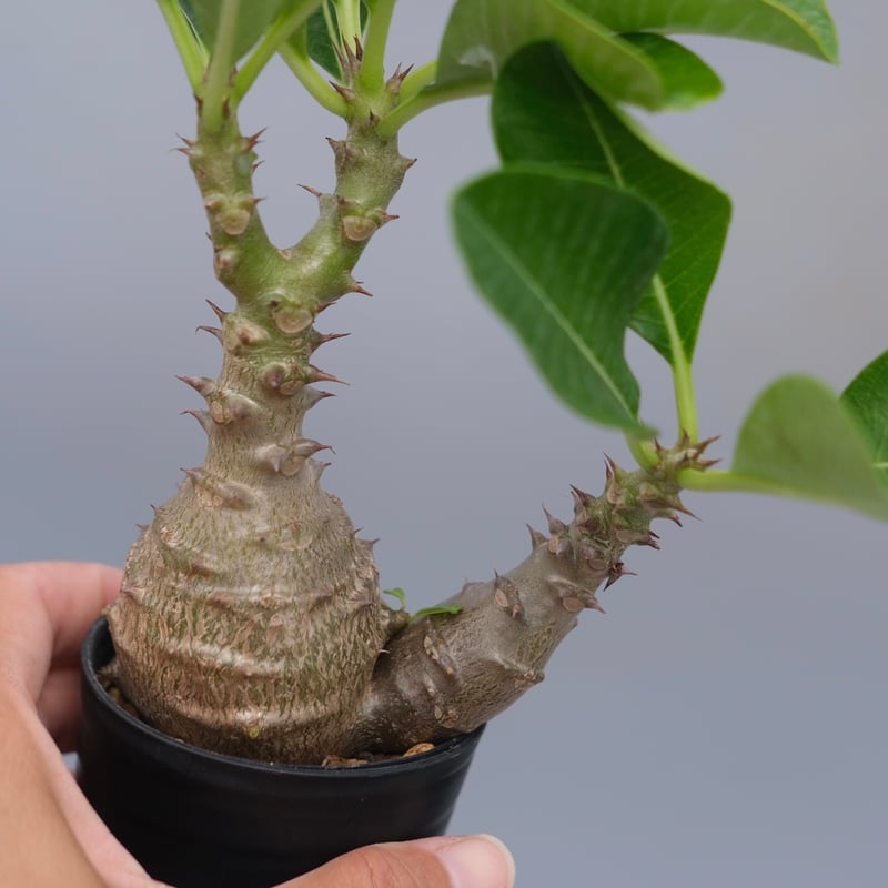 パキポディウム ウィンゾリー 実生株 073 Pachypodium windsorii |