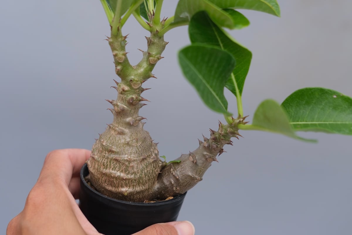 パキポディウム ウィンゾリー 実生株 073 Pachypodium windsorii |