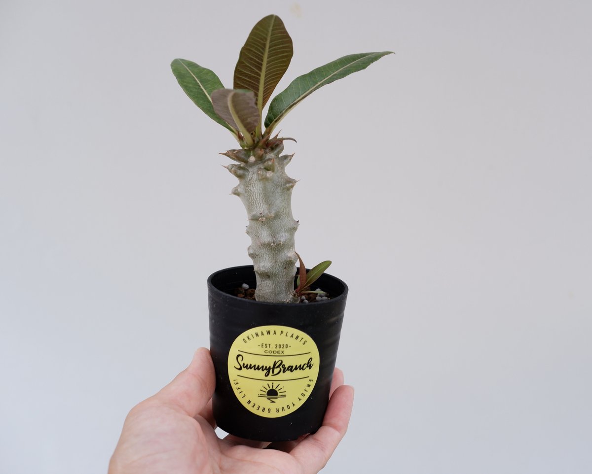 パキポディウム バロニー実生株012 Pachypodium baronii | Sunny パキポディウム バロニー実生株012 Pachypodium baronii | Sunny