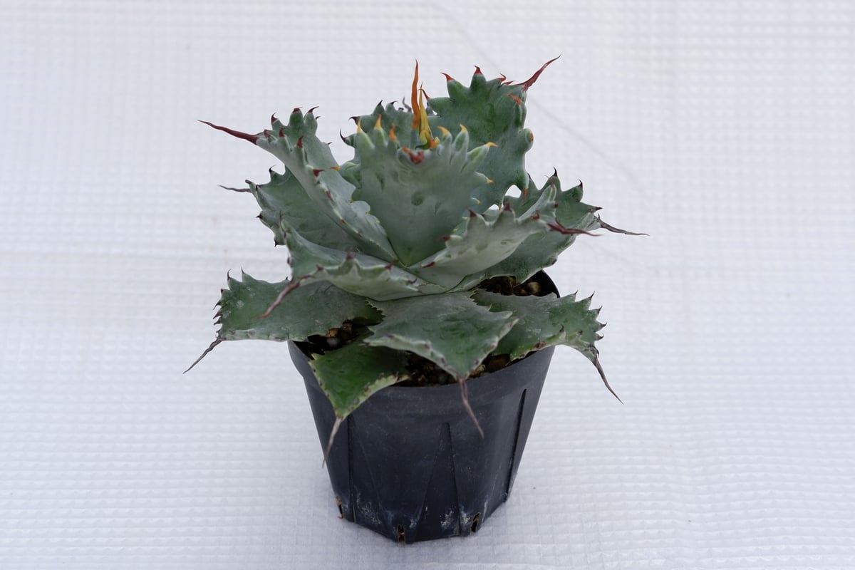 アガベ　ポタトラム　スポーン　34cm アガベ ポタトラム スポーン005 Agave Potatorum 'SPAWN' | Sun