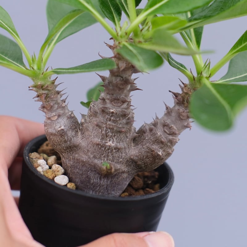 パキポディウム ウィンゾリー 実生株 061 Pachypodium windsorii |