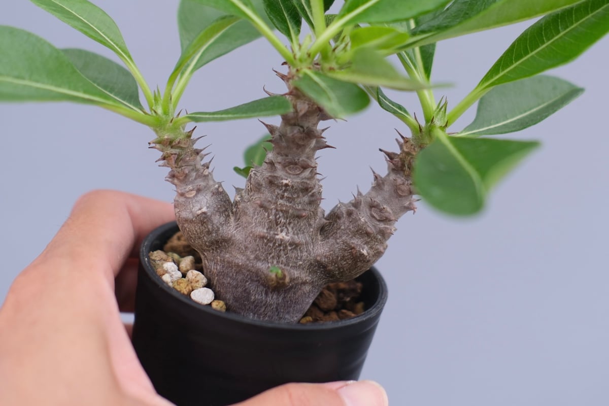 006 2株セット価格‼️ パキポディウム ウィンゾリー　国内実生株 パキポディウム ウィンゾリー 【実生】GM2402214 | RAFLUM