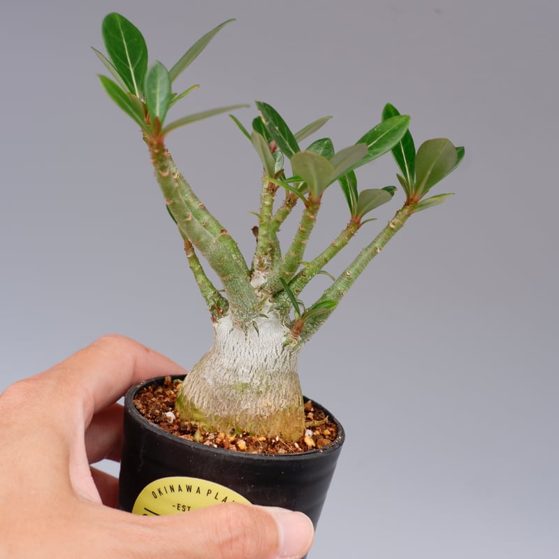 【大株】【実生株】アデニウム・ソマレンセ　砂漠の薔薇 大株】【実生株】アデニウム・ソマレンセ 砂漠の薔薇