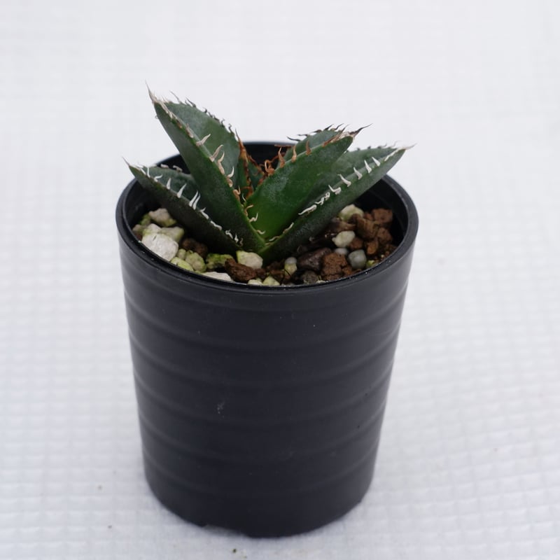 アガベ オテロイ 実生株 Agave oteroi seeding 002 | Sunny