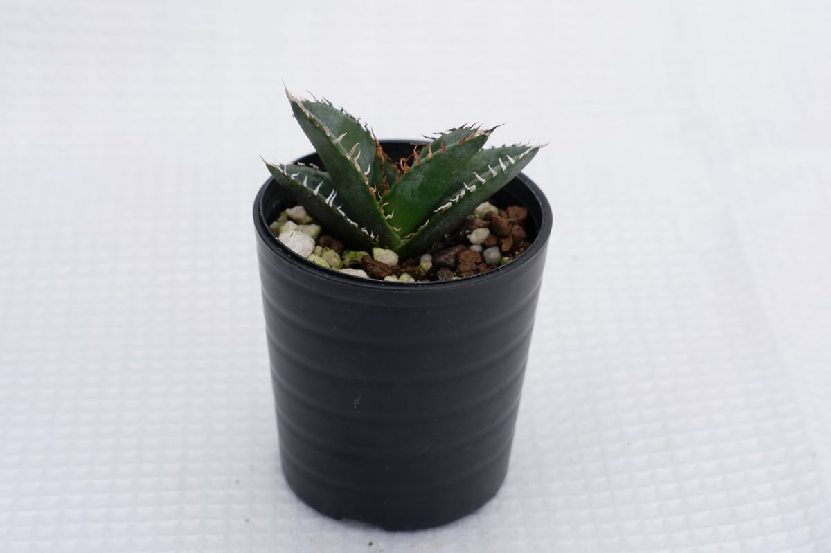 アガベ オテロイ 実生株 Agave oteroi seeding 002 | Sunny