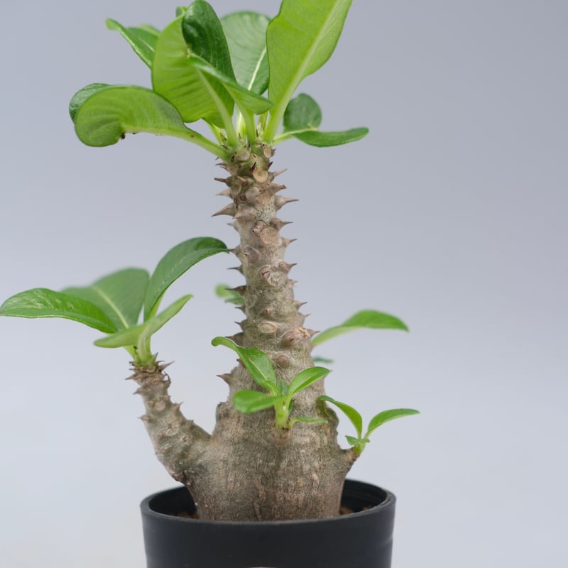 パキポディウム・ウィンゾリー　実生　25-8 パキポディウム ウィンゾリー 実生株 030 Pachypodium windsorii |