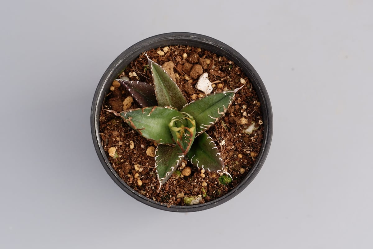 アガベ チタノタ シーザー Agave titanota caesar 037 | Sunny