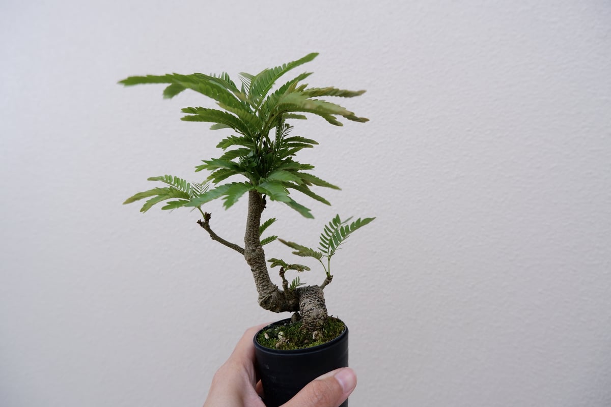 エバーフレッシュ 手乗りサイズ④ | Sunny Branch