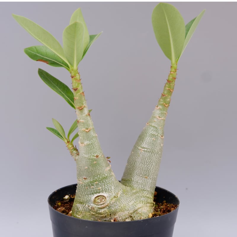 アデニウム ソマレンセ 実生株 Adenium somalense 005 | Sunny B