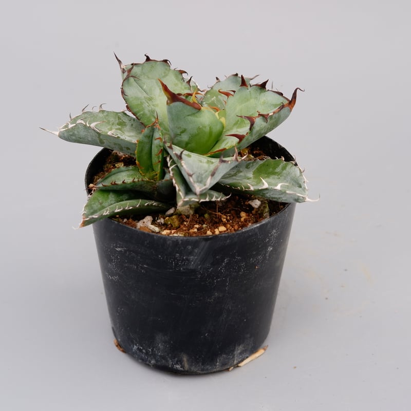 アガベ チタノタ ブラックアンドブルー Agave titanota BB 063 【子株