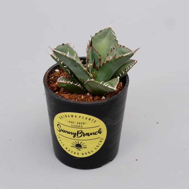 アガベ　オテロイ　実生 種から育成して1年】実生オテロイの育成結果は如何に