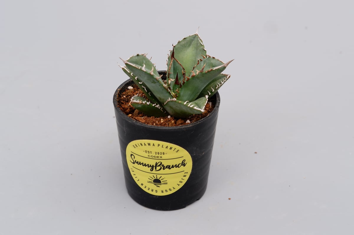 AGAVE OTEROI 実生株（青葉系） AGAVE OTEROI 実生株（青葉系）