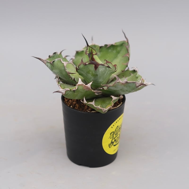 アガベ チタノタ ブラックアンドブルー Agave titanota BB 100 | Sun