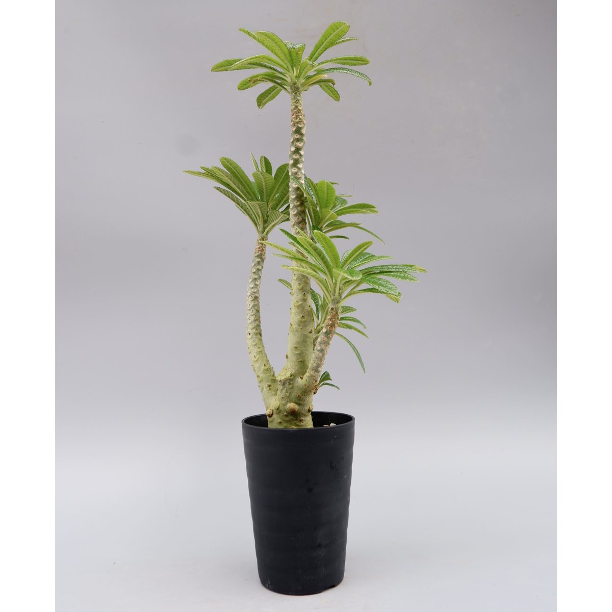 ドルステニア ギガス025 Dorstenia gigas | Sunny Branch