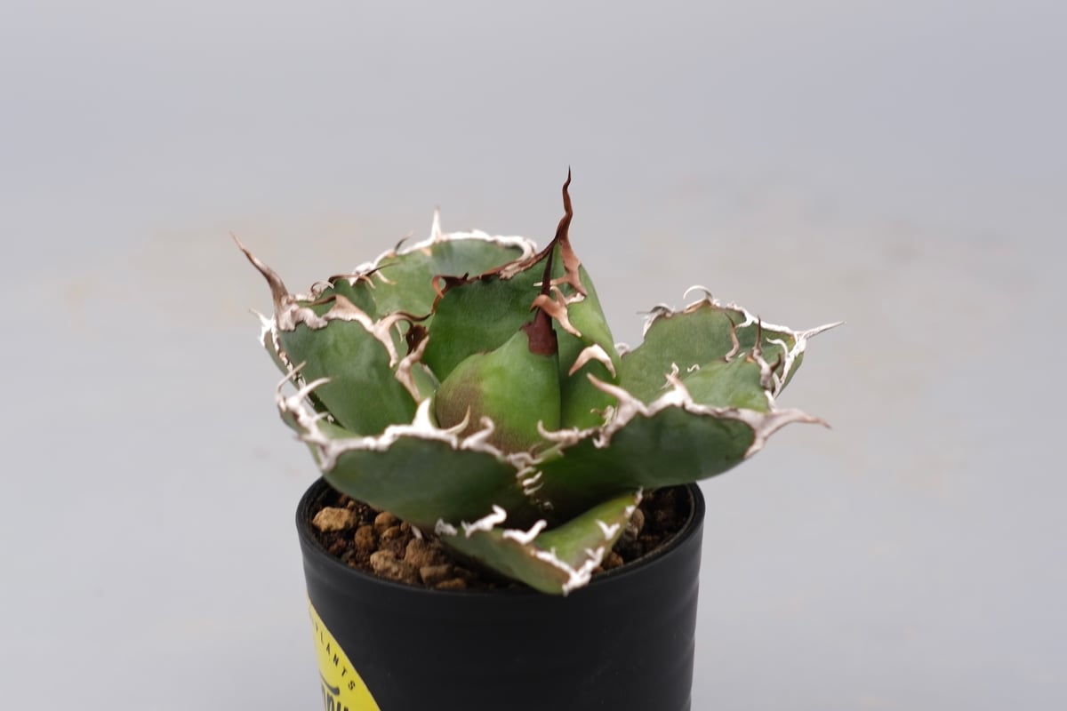 【SALE】 アガベ チタノタ 白鯨 アガベ チタノタ 白鯨 Agave titanota white whale 200 | Su