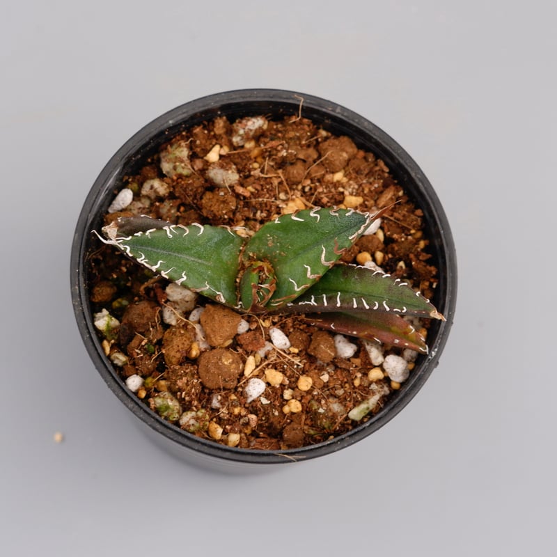 アガベ チタノタ シーザー Agave titanota caesar 076 | Sunny アガベ チタノタ シーザー Agave titanota caesar 076 | Sunny