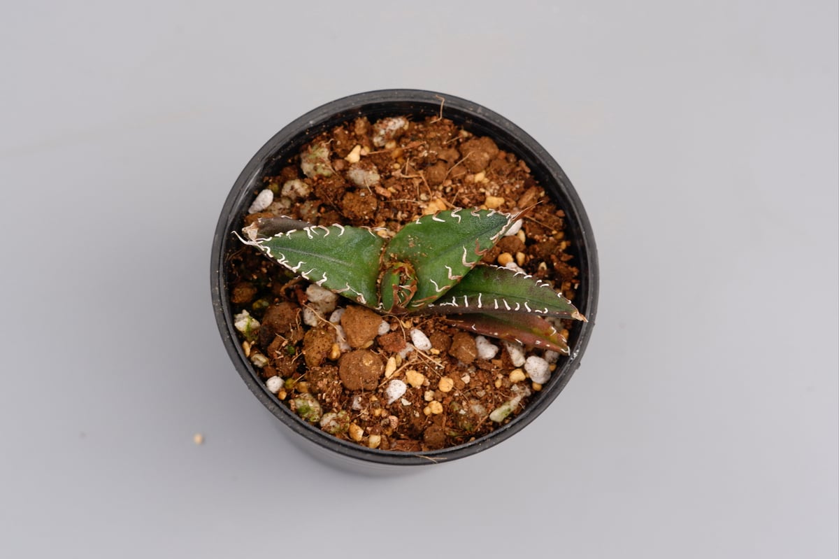 Ramat Planter #274 × アガベ チタノタ シーザー アガベ チタノタ シーザー Agave titanota caesar 076 | Sunny