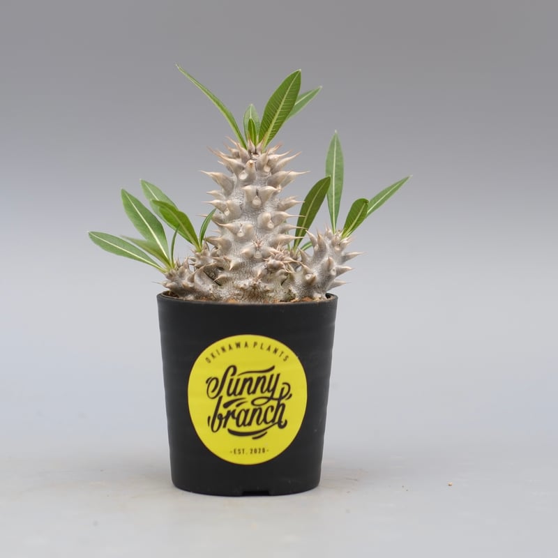 パキポディウム ホロンベンセ 実生株 004 Pachypodium