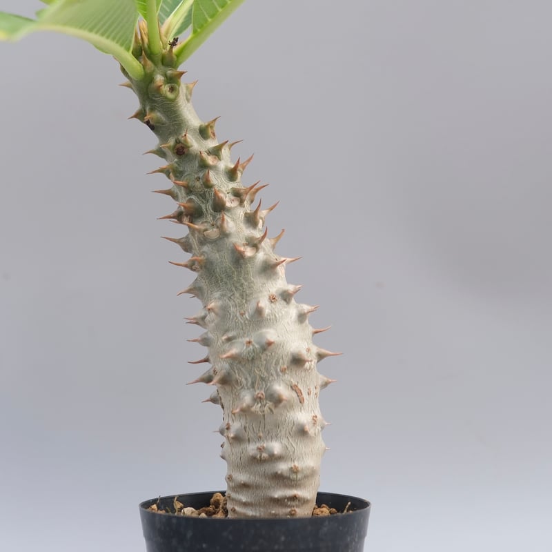 パキポディウム バロニー実生株033 Pachypodium baronii | Sunny
