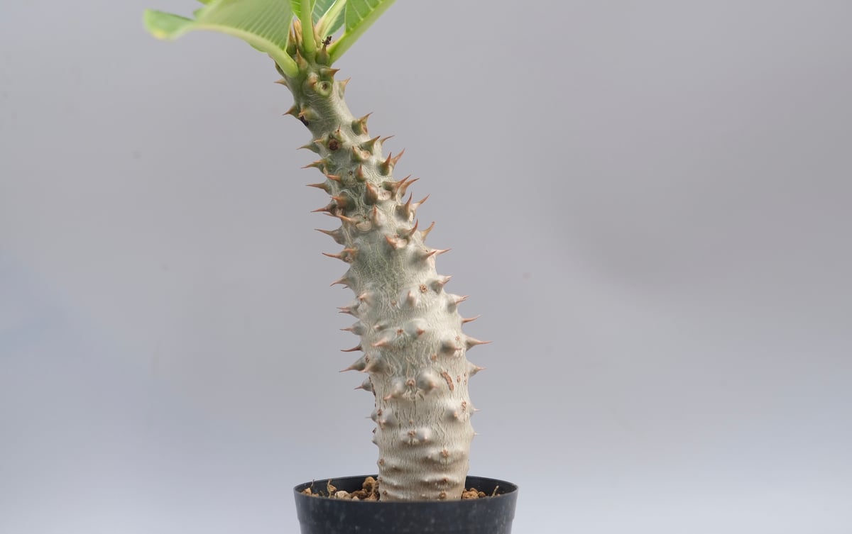 パキポディウム バロニー実生株033 Pachypodium baronii | Sunny