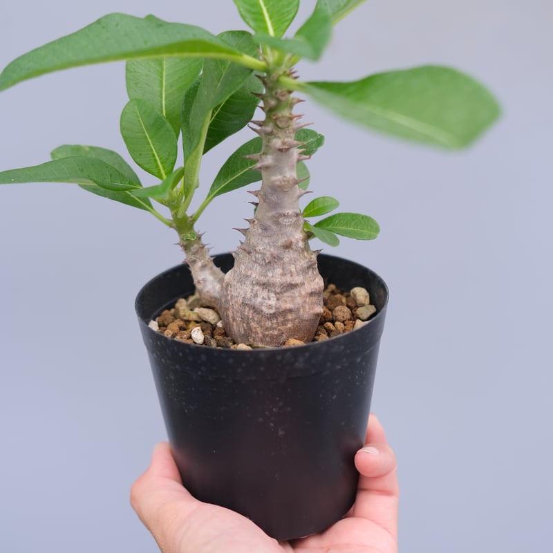 パキポディウム ウィンゾリー 実生株 062 Pachypodium windsorii