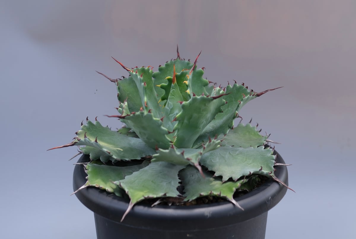 アガベ ポタトラム スポーン006 Agave Potatorum 'SPAWN' | Sun