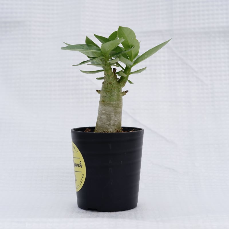 ①［大株］アデニウム アラビカム 実生 アデニウム・アラビカム・ドワーフ(Adenium arabicum dwarf