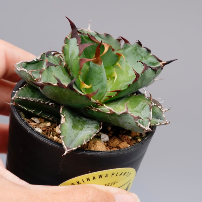 アガベ チタノタ ブラックアンドブルー Agave titanota BB 072 | Sun