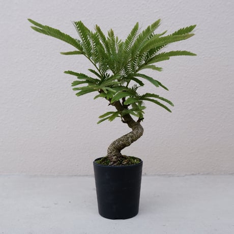 Nm‼️エバーフレッシュ曲がり❗️観葉植物！高さ143◎！沖縄産 Nm様専用‼️エバーフレッシュ曲がり❗️観葉植物！高さ143◎！沖縄産