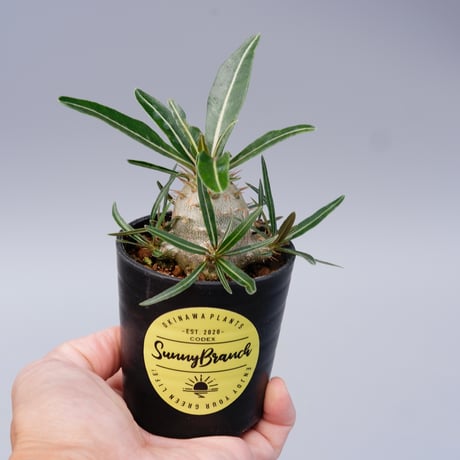 パキポディウムカクチペス 現地球