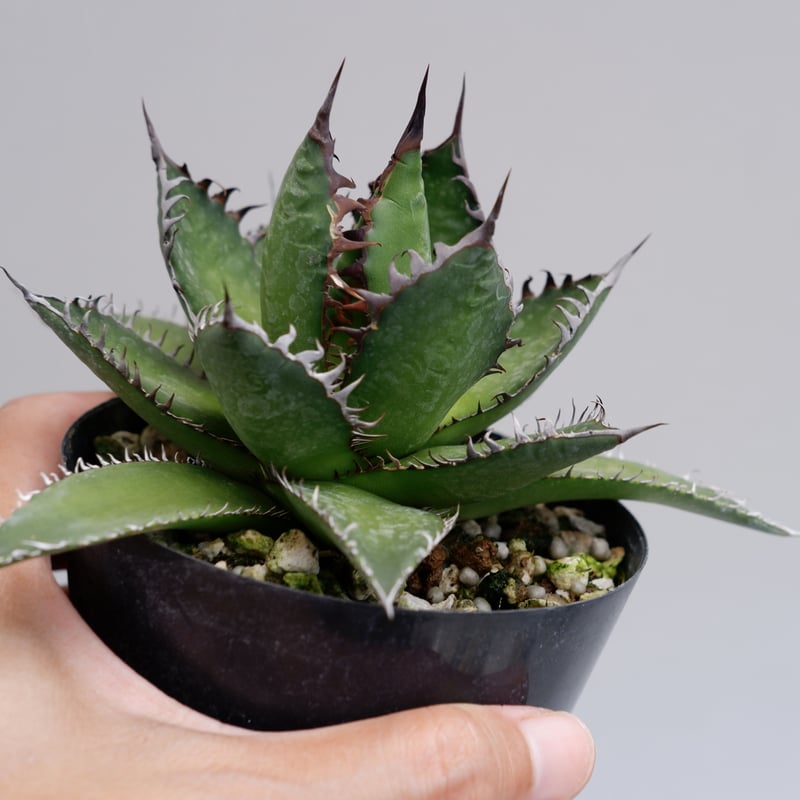 アガベ ホリダ 021 Agave horrida 強棘 | Sunny Branch