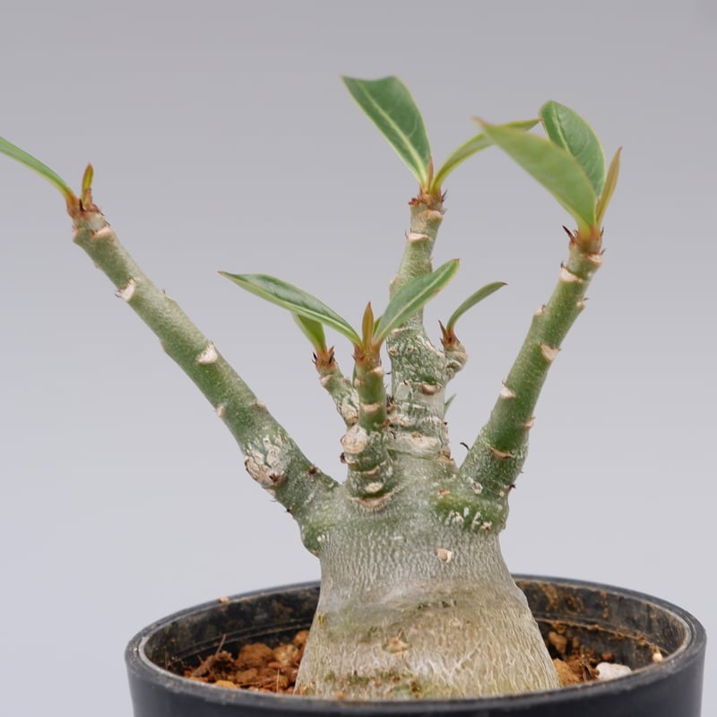 83【特大)現地養生株 Adenium_somalense アデニウム ソマレンセ