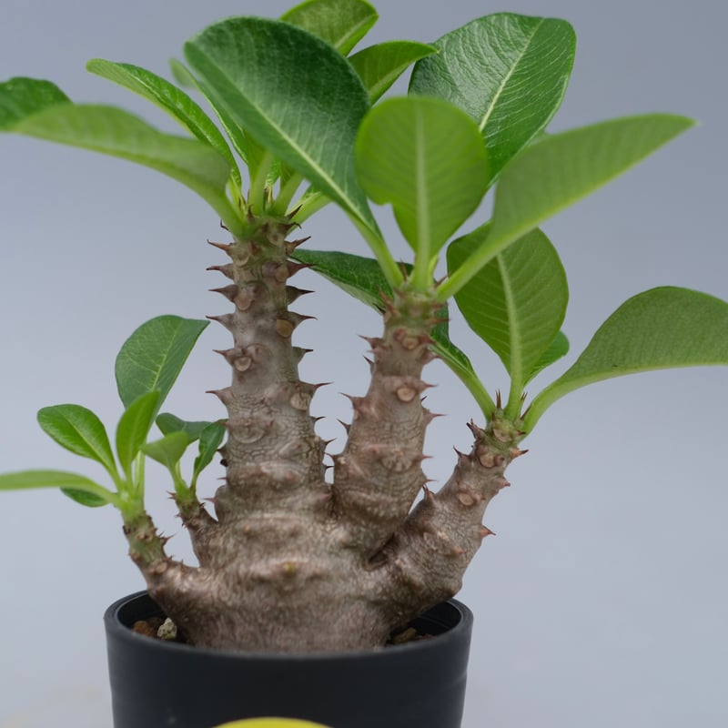 パキポディウム ウィンゾリー 実生株 052 Pachypodium windsorii |