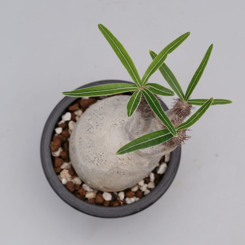 パキポディウム グラキリス 045 Pachypodium gracilius【発根済み】 |