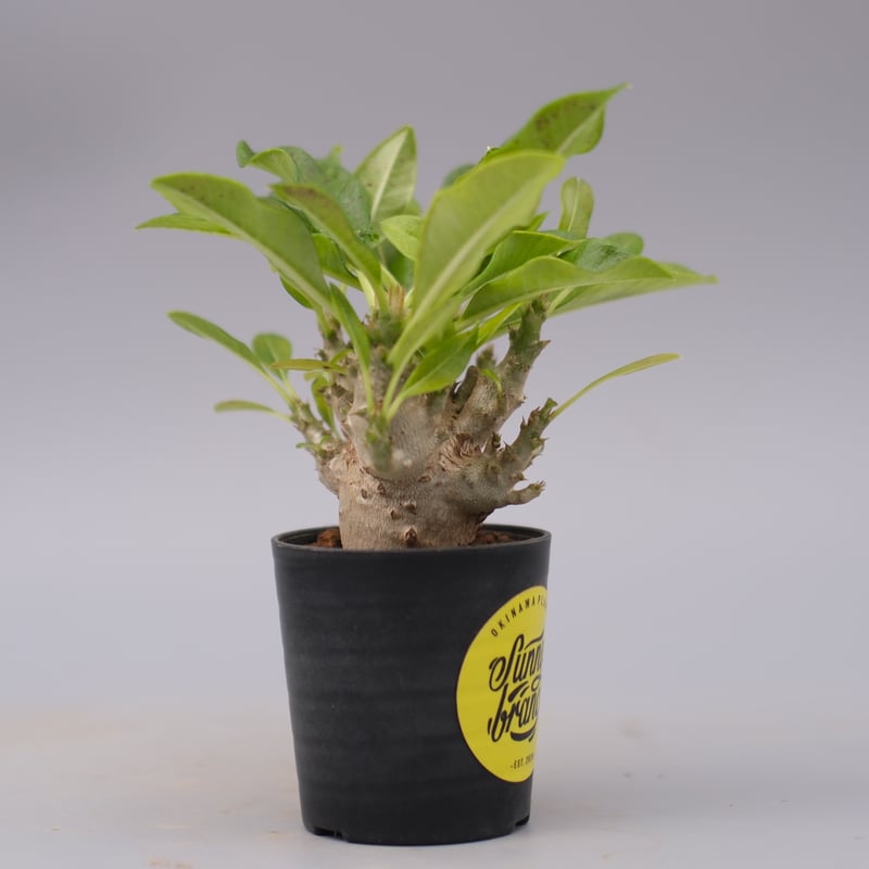 パキポディウム ウィンゾリー 実生株 099 Pachypodium windsorii |