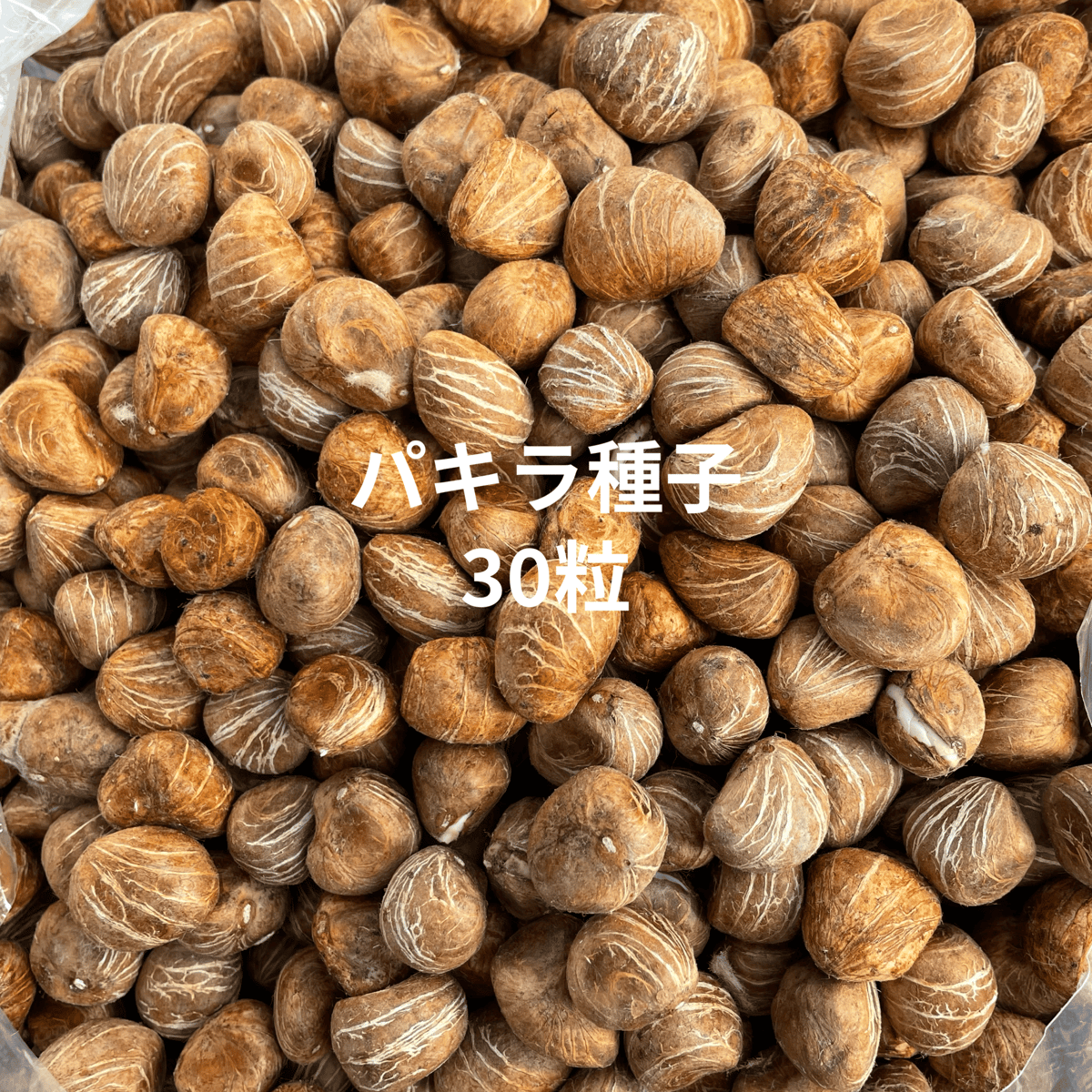 パキラの種　23粒　特大粒～中MIX 亀裂あり 匿名配送 パキラ種子 30粒 Pachira seed | Sunny Branch