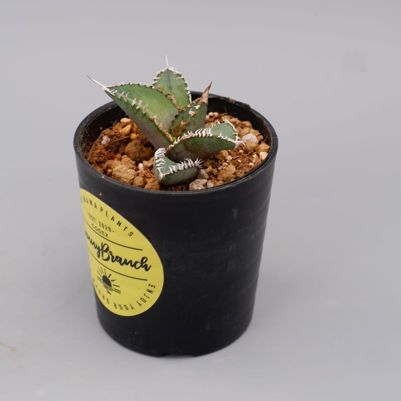 アガベ オテロイ 実生株 Agave oteroi seeding 092 | Sunny