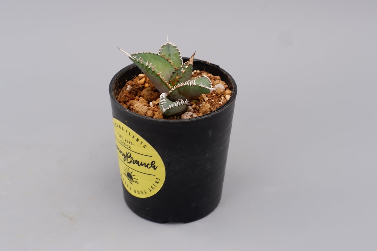アガベ オテロイ 実生株 Agave oteroi seeding 092 | Sunny