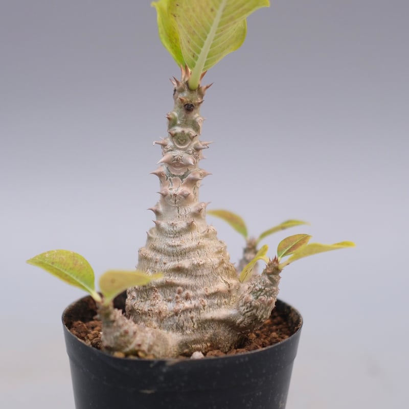 パキポディウム ウィンゾリー 実生株 126 Pachypodium windsorii |