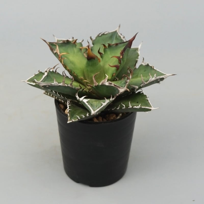 アガベ チタノタ レッドキャットウィーズル Agave titanota Red Catwee