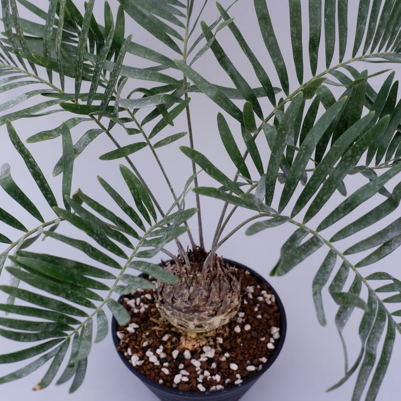 ザミア フロリダーナ 001 Zamia floridana 蘇鉄 | Sunny Branch